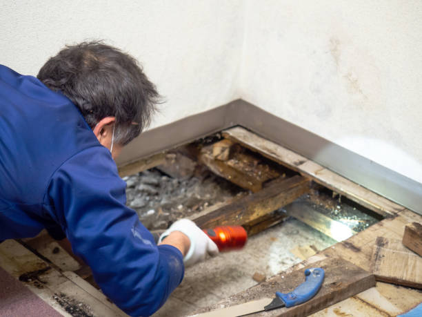 Best Mold Removal and Inspection  in Green Oaks, IL