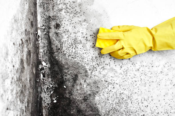Best Mold Testing  in Green Oaks, IL