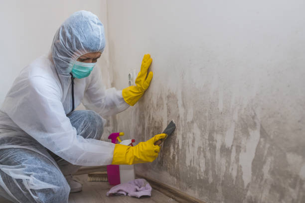 Attic Mold Removal in Green Oaks, IL