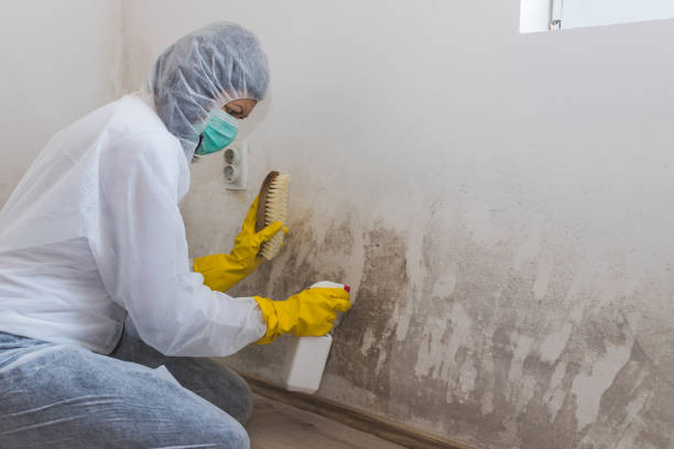 Best Toxic Mold Removal  in Green Oaks, IL