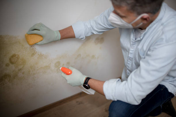 Best Crawl Space Mold Removal  in Green Oaks, IL