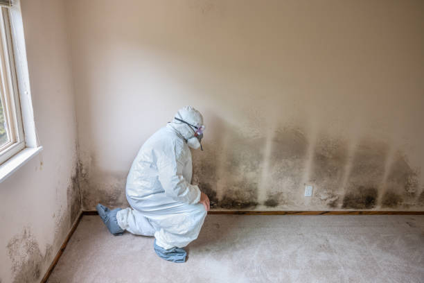Best Mold Remediation Experts  in Green Oaks, IL