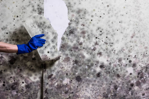 Best Professional Mold Removal  in Green Oaks, IL